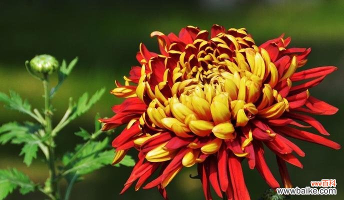 带给我们的快乐与力量 黄金菊花语