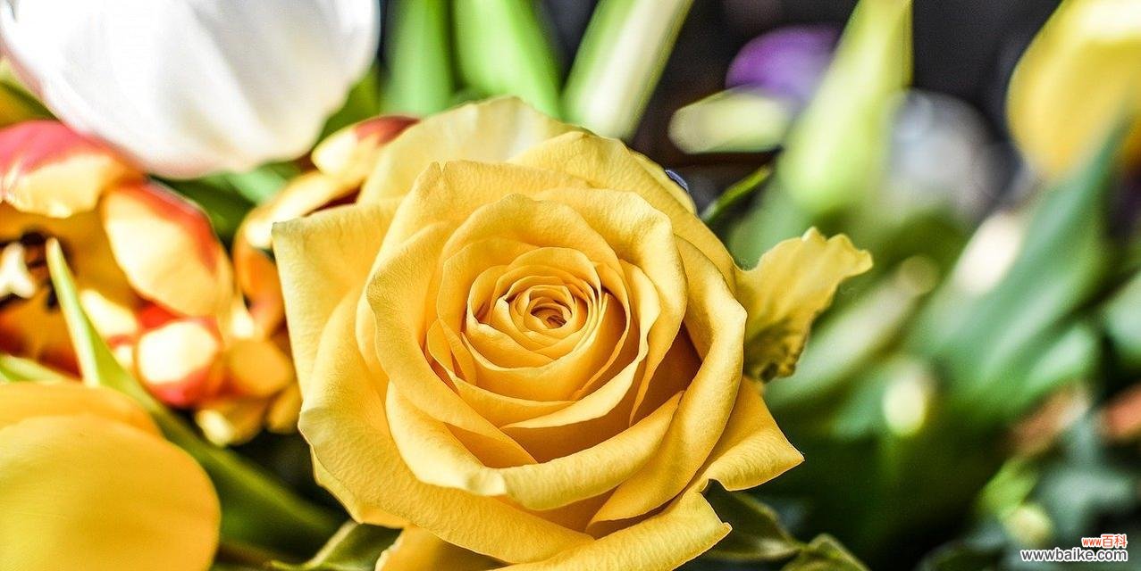 传递浓浓的爱意,无尽的感激与友情 16朵黄玫瑰的花语及其意义