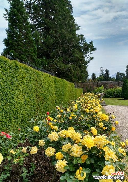 传递浓浓的爱意,无尽的感激与友情 16朵黄玫瑰的花语及其意义