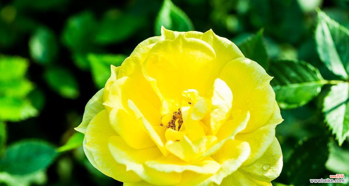 传递浓浓的爱意,无尽的感激与友情 16朵黄玫瑰的花语及其意义