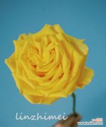 一朵崭新的希望在黄玫瑰之中闪耀 探索黄玫瑰的意义与象征