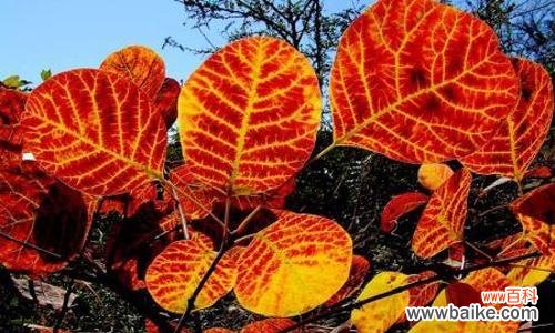 秋季色彩的启示——黄栌的意义与传承 黄栌