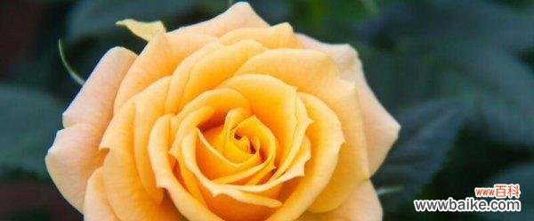 揭秘黄玫瑰背后的奥秘 黄玫瑰的象征意义与传说