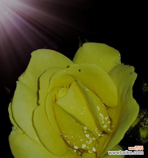 揭秘黄玫瑰背后的奥秘 黄玫瑰的象征意义与传说