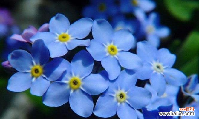 花开时节不负良人 花语探秘