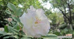 追寻思念的香气 花开花谢，心意永存——以表示想念的花花语是想念的花为主题