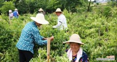 揭开花语之谜 邪恶的花-鲜花背后的黑暗