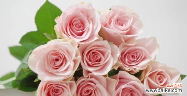 传递爱意的花语世界 花语中的心动之花