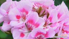 用花的语言诉说幸福 花语传递幸福之美