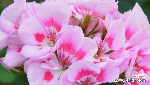 用花的语言诉说幸福 花语传递幸福之美