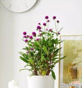 幸运花的意义与象征 花语传递幸运