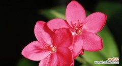 唏嘘的花言葬送遗憾 花语遗憾——用花朵表达内心的遗憾情感