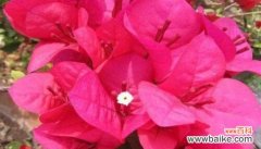 以花为主题 花语中的英雄情怀