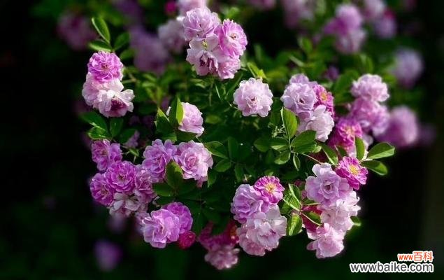 夜晚的花语由哪种花表达？