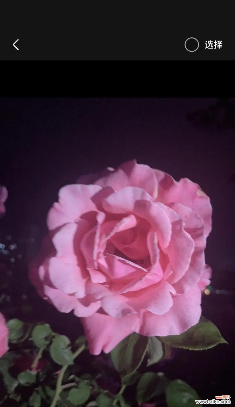 夜晚的花语由哪种花表达？