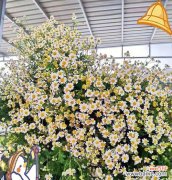 哪种花带有道歉和解的花语？道歉和解的花语是什么？