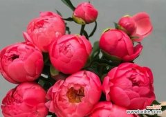 花的魔法花语有何深层含义？如何应用在生活中？