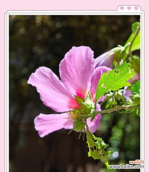 重瓣木槿的花语有何特殊含义?它在花语中代表什么?