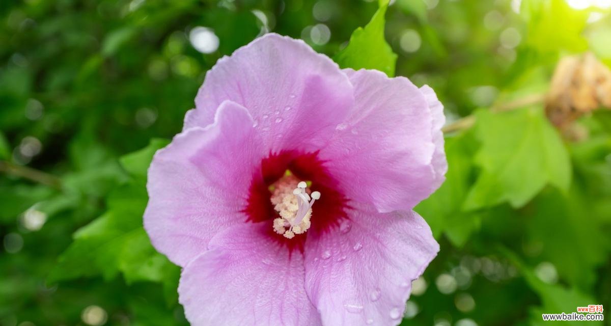 重瓣木槿的花语有何特殊含义?它在花语中代表什么?