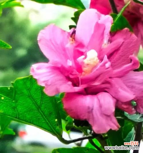 重瓣木槿的花语有何特殊含义?它在花语中代表什么?