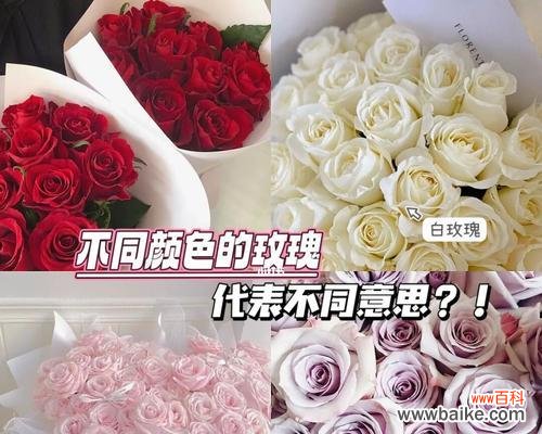 各颜色玫瑰的花语是什么意思啊?不同颜色代表了什么?