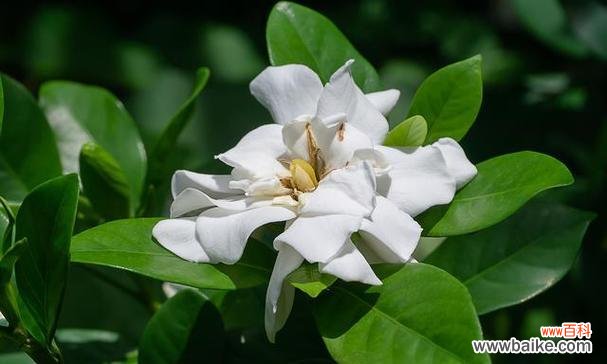 清香逸人的花语有何寓意?