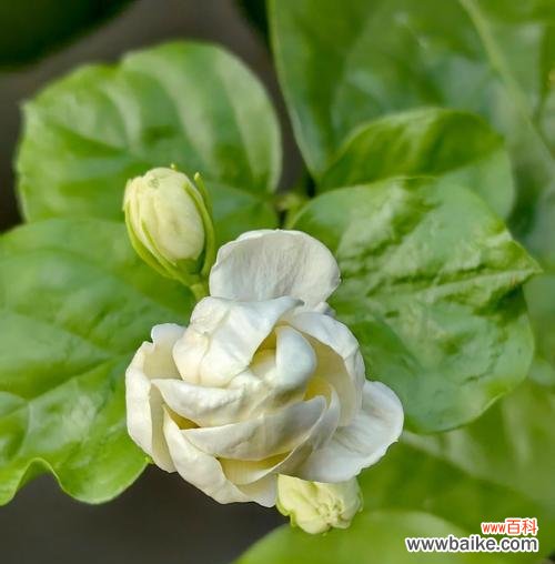 清香逸人的花语有何寓意?