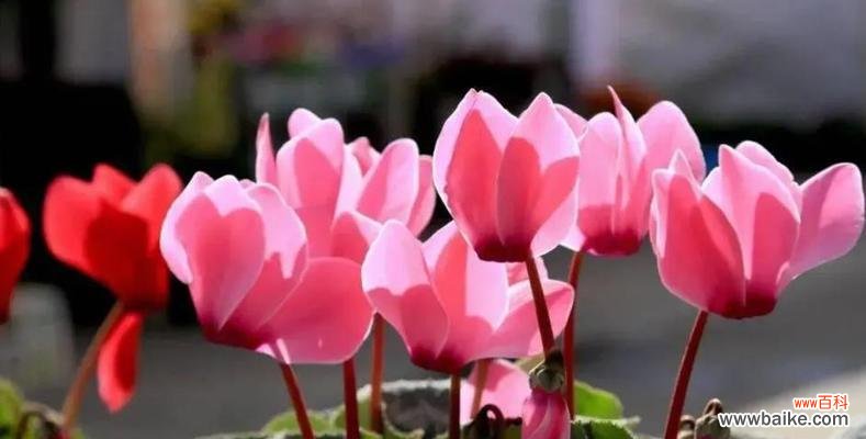 豆豆球花的寓意是什么？