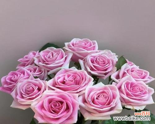 亚利雅玫瑰的花语有何特别之处？