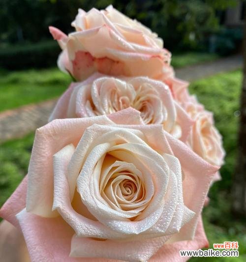 亚利雅玫瑰的花语有何特别之处？