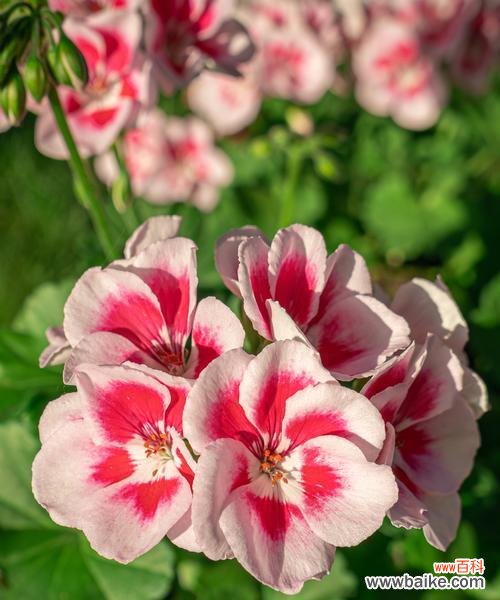 天竺葵的花语有哪些含义?送父亲茉莉花语是什么呢?