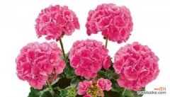 天竺葵的花语有哪些含义？送父亲茉莉花语是什么呢？