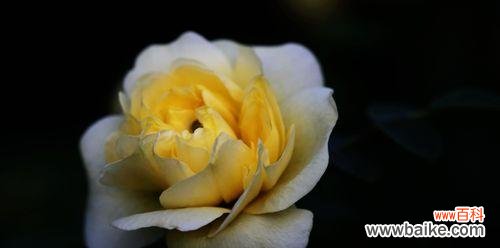 以花言花语解读33朵黄玫瑰的含义 33朵黄玫瑰的寓意——爱与关怀的象征