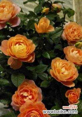 以花言花语解读33朵黄玫瑰的含义 33朵黄玫瑰的寓意——爱与关怀的象征