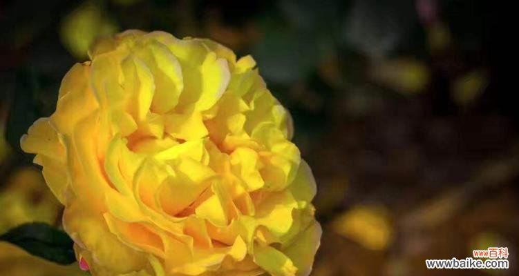 探索黄玫瑰的象征意义,领悟美好心灵的秘密 黄玫瑰的花语与寓意
