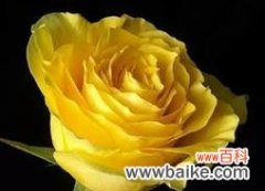 探索黄玫瑰的象征意义，领悟美好心灵的秘密 黄玫瑰的花语与寓意