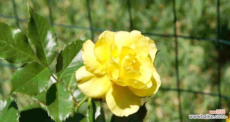 11朵黄玫瑰传递的深刻情感 黄玫瑰的花语意义