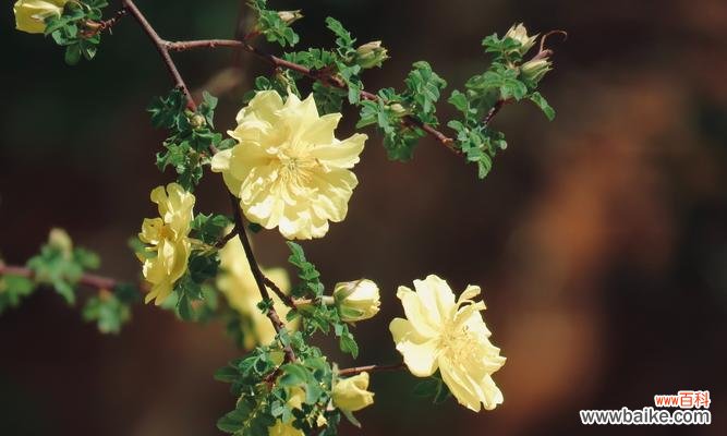 11朵黄玫瑰传递的深刻情感 黄玫瑰的花语意义