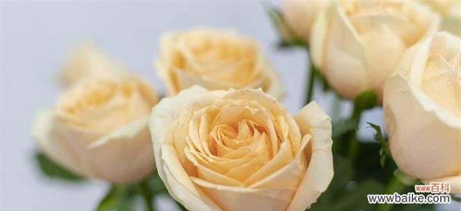 传递温暖与喜悦，黄玫瑰的美丽意义 黄玫瑰的花语与象征意义