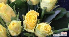 传递温暖与喜悦，黄玫瑰的美丽意义 黄玫瑰的花语与象征意义