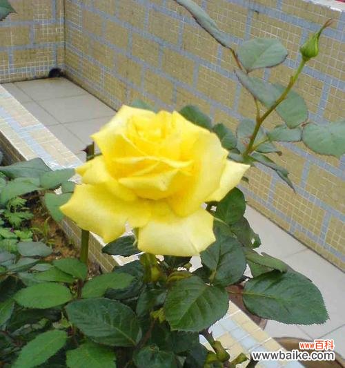 传递温暖与友谊的黄玫瑰 黄玫瑰花的花语