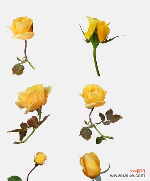 探寻黄玫瑰花在文化与情感中的重要角色 黄玫瑰花的象征意义