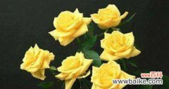 探寻黄玫瑰花在文化与情感中的重要角色 黄玫瑰花的象征意义