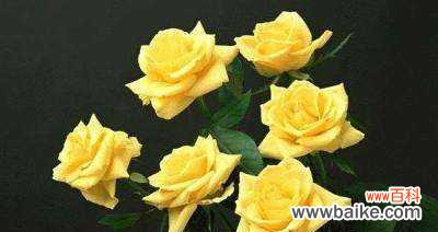 探寻黄玫瑰花在文化与情感中的重要角色 黄玫瑰花的象征意义