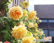 探索黄玫瑰花的神秘之美 黄玫瑰花的含义与象征