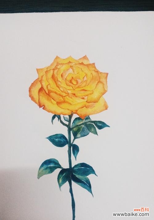 探究黄玫瑰的内涵及其与人们情感的纽带 黄玫瑰的代表意思及其象征之美