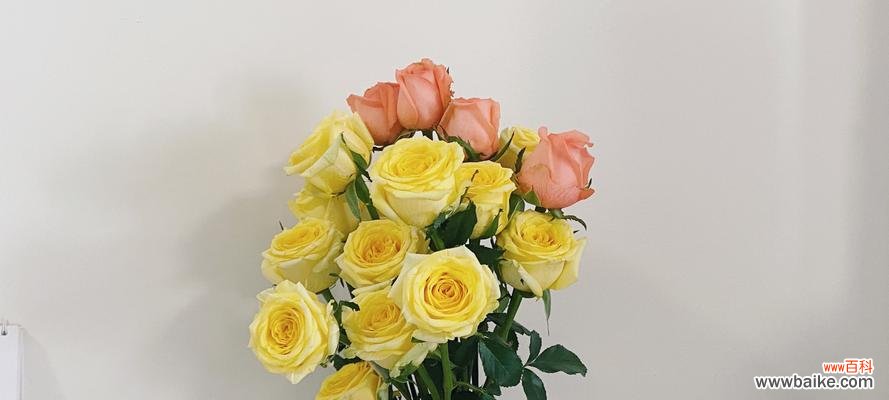 探究黄玫瑰的内涵及其与人们情感的纽带 黄玫瑰的代表意思及其象征之美