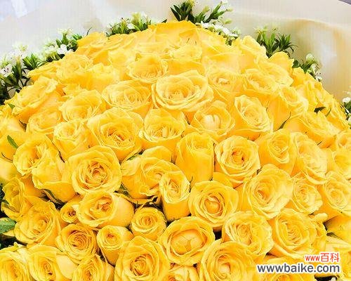 探究黄玫瑰的内涵及其与人们情感的纽带 黄玫瑰的代表意思及其象征之美