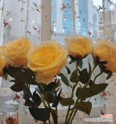 探寻黄玫瑰的秘密，传递爱与温暖 黄玫瑰花语的含义与传承