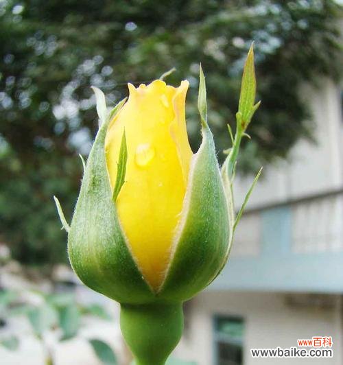 探寻黄玫瑰的秘密，传递爱与温暖 黄玫瑰花语的含义与传承